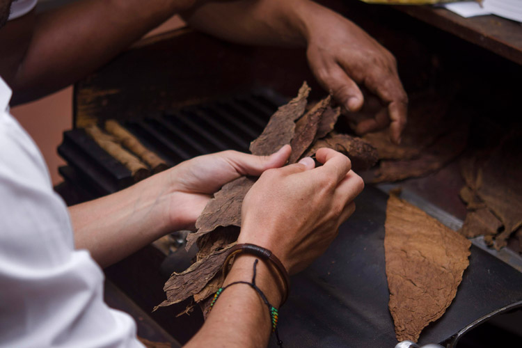 Rolling La Aurora Cigar Filler In Factory