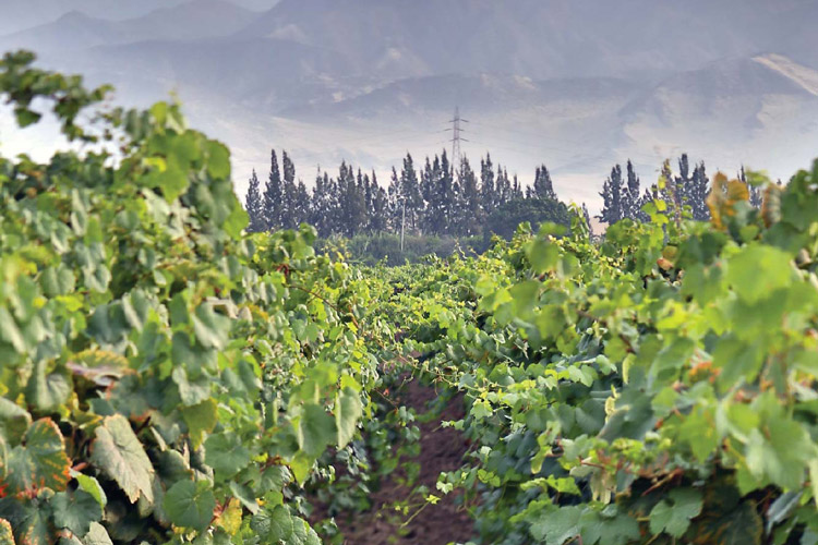 Caravedo Pisco Vineyards