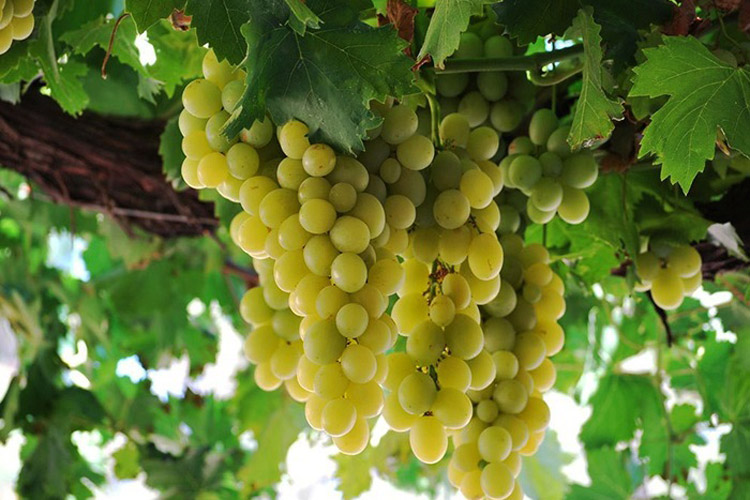 Caravedo White Pisco Grapes
