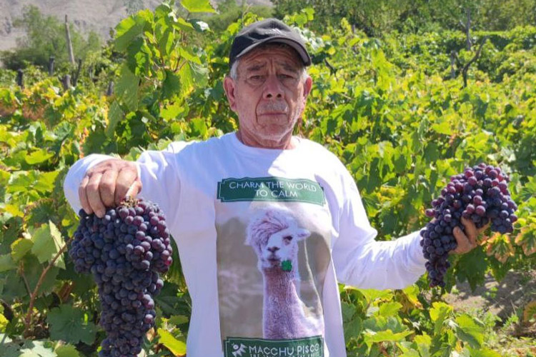 Macchu Pisco Grape Harvest