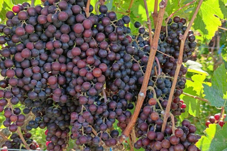 Macchu Pisco Red Grapes