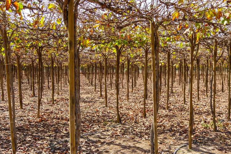 Pisco Vineyard Canopy