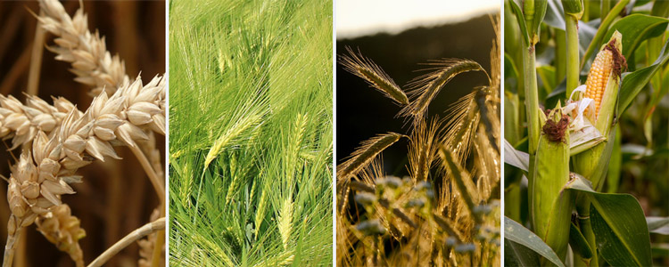 Whiskey Grains - Wheat, Barley, Rye, Corn