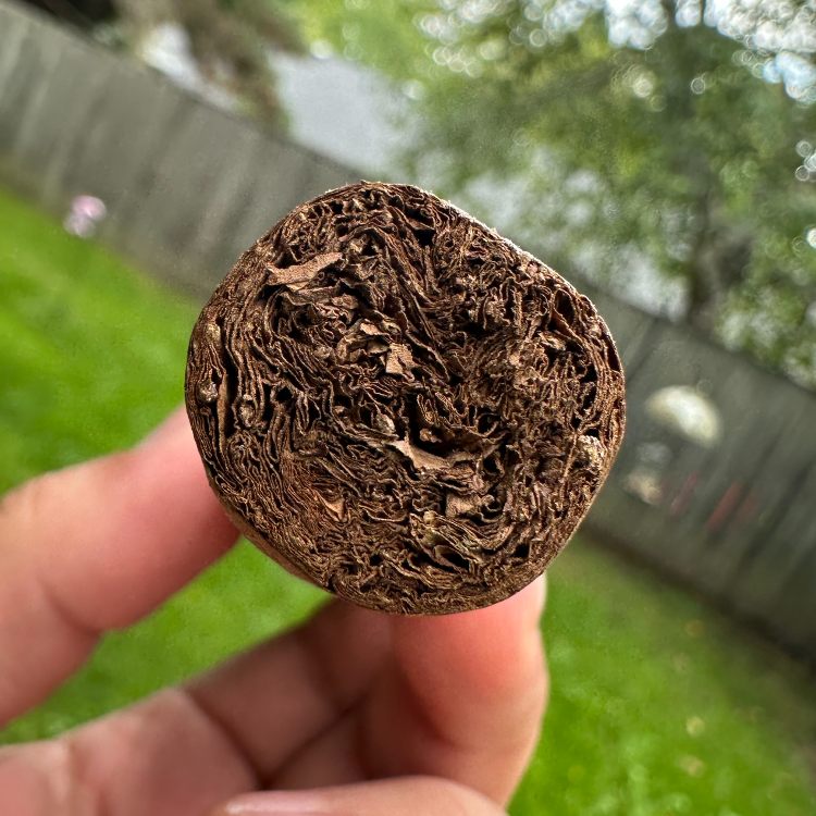 Foot OF The BDL Liga 7 Cigar Connecticut Wrapper