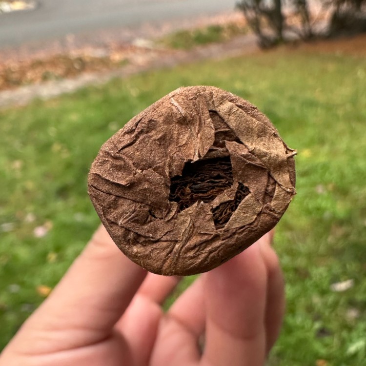 SD Firethorn Close Foot Construction